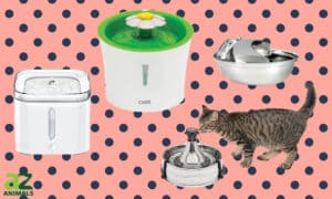 Our Top Choices for the 4 Best Cat Water Fountains Picture