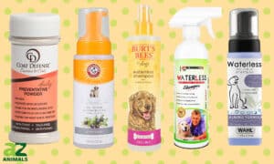 Best Dry Shampoo for Dogs: Our Honest Opinion Picture