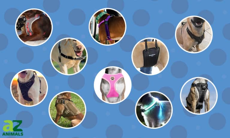 Best Dog Harnesses