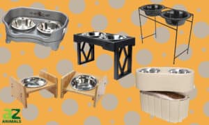 The Best Dog Bowl Stand:  Ranked for 2022 Picture