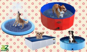 We Reviewed the Best Dog Pools Picture