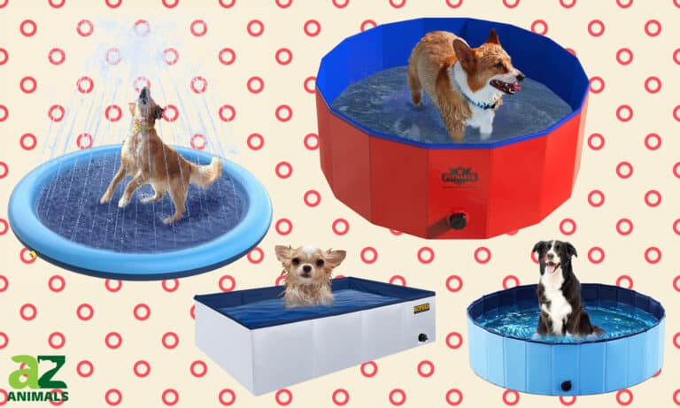 Best Dog Pools