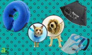We Reviewed the Best Dog Cones Picture