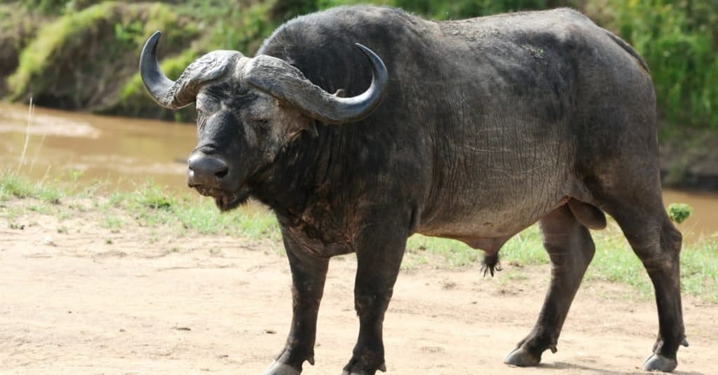Aggressive animals: African buffalo