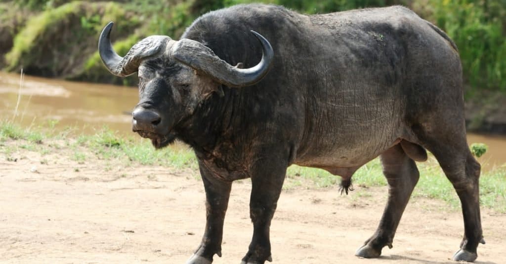 Buffalo Vs Wildebeest: What Are The 5 Major Differences? - A-Z Animals