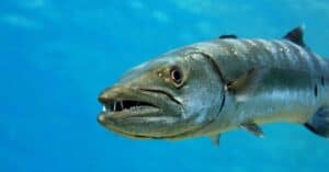 Sharp Toothed Barracuda Continues to Swim Straight at Cameraman Picture