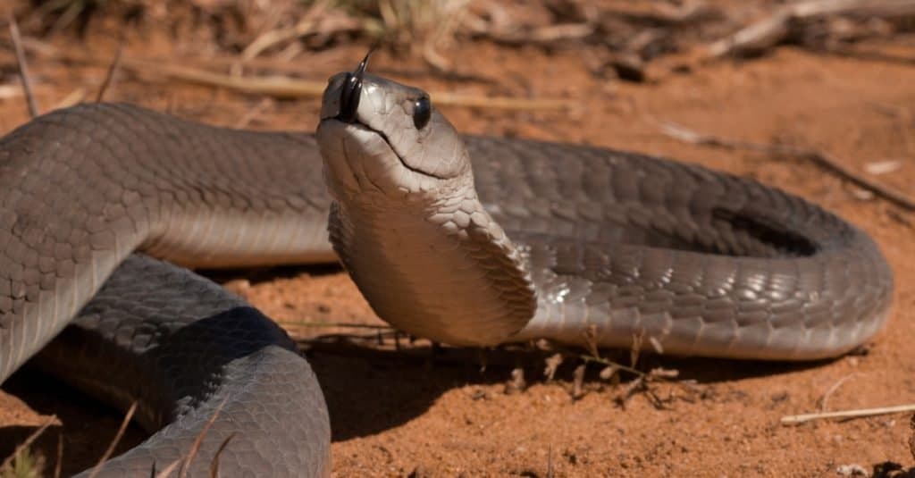 Aggressive Animal: Black mamba