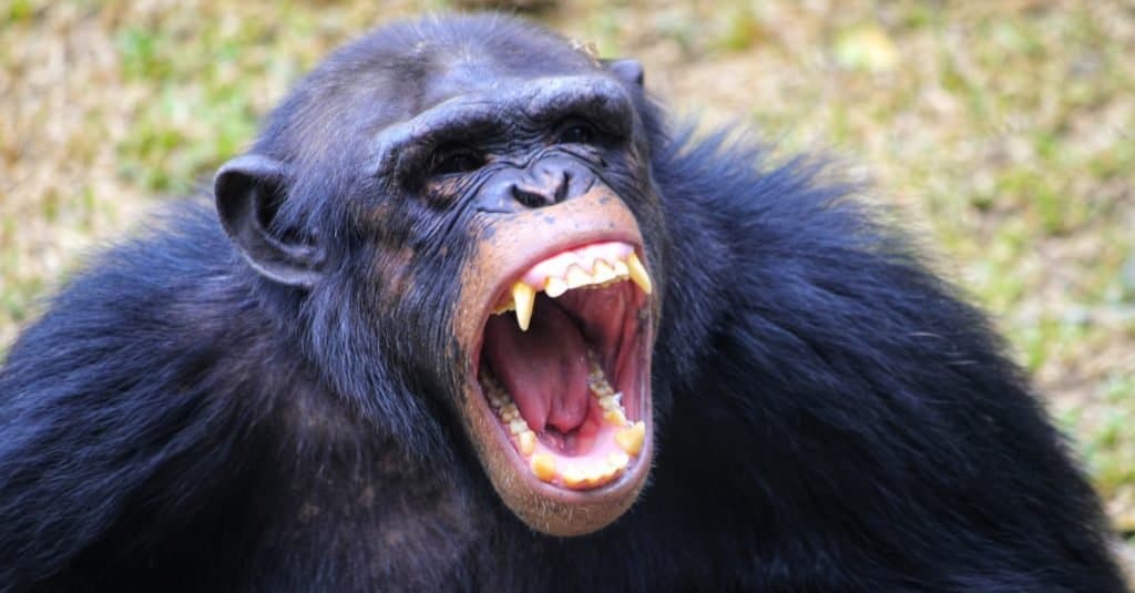 10 Incredible Chimpanzee Facts - IMP WORLD