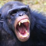 An angry chimpanzee. Chimpanzees are enormously strong, estimated to be around four times stronger than a human of a similar size.