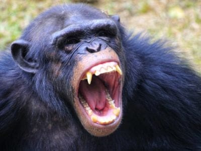 A 10 Incredible Chimpanzee Facts
