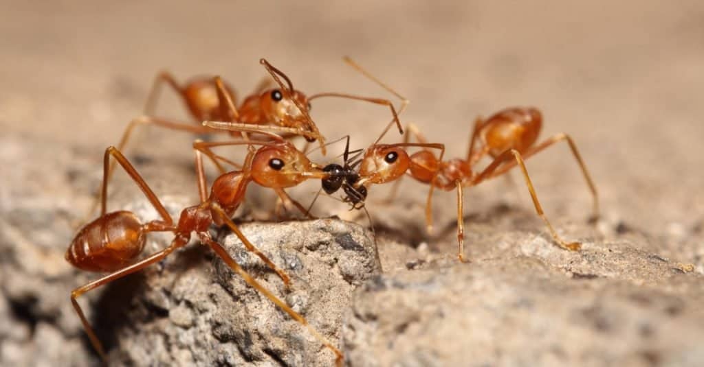 Fire ants in Texas