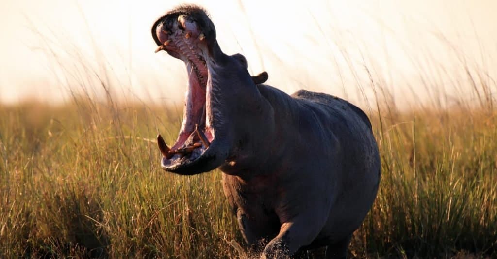 Animal agressif : Hippopotame