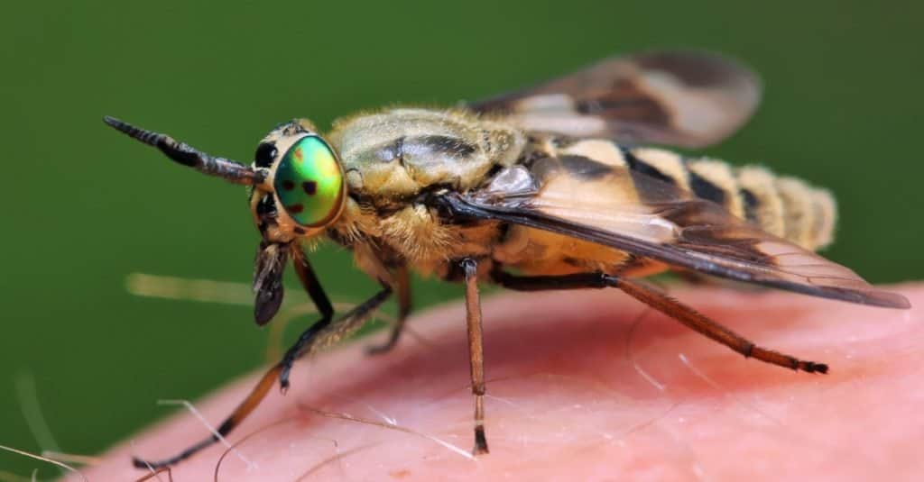 The horsefly has large green or purple eyes
