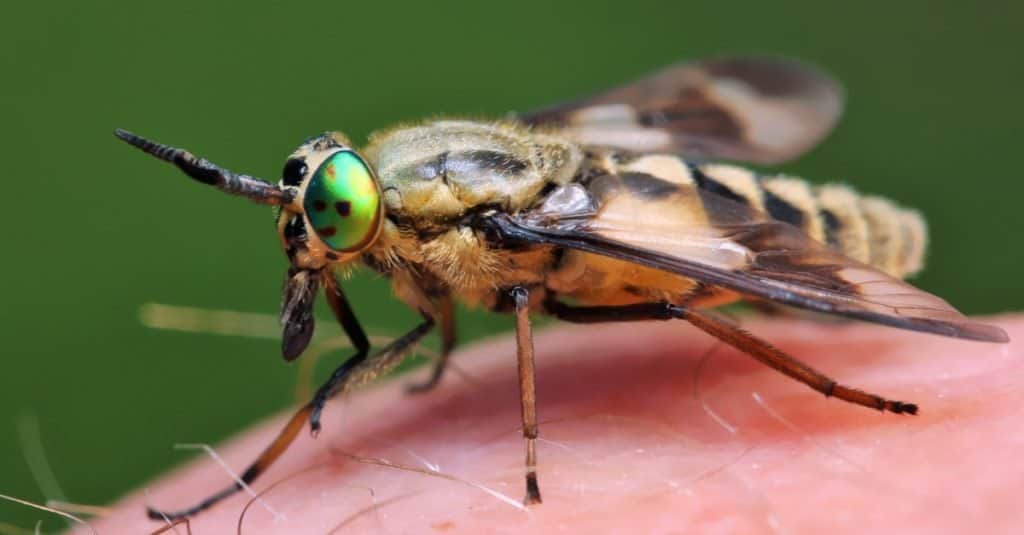 Horsefly on human skin.