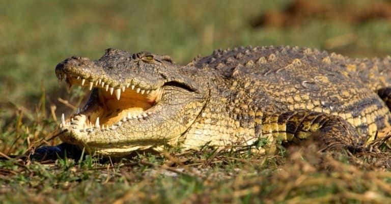 Aggressive Animal: Nile crocodile