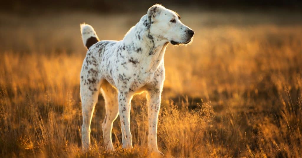 Front view of charismatic and smiling Central Asian Shepherd Dog, Alabai, standing on a spring field at dawn.