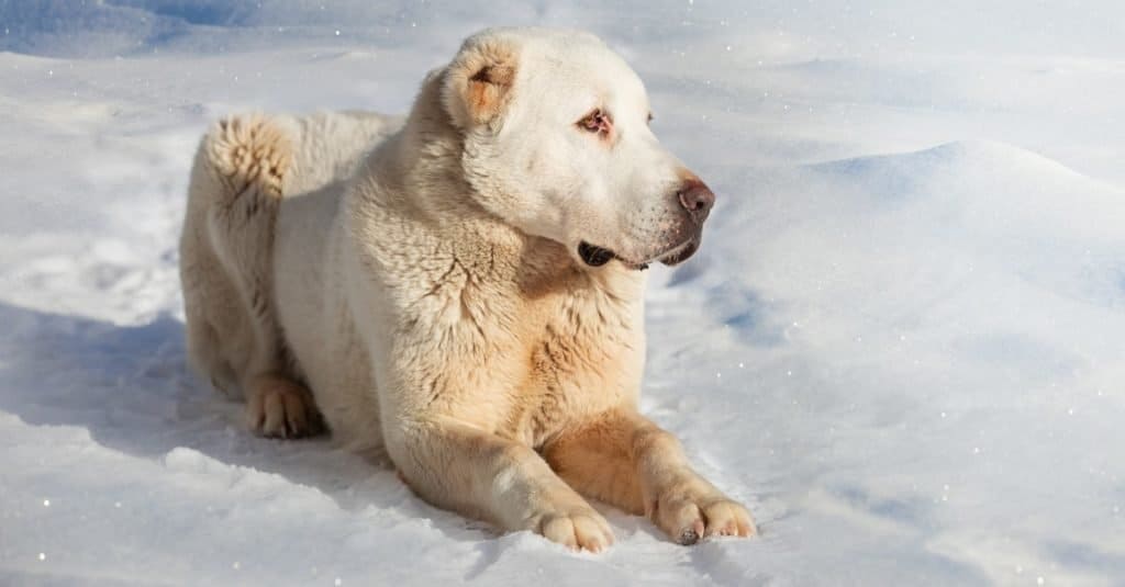 Alabai dog lying in the snow.