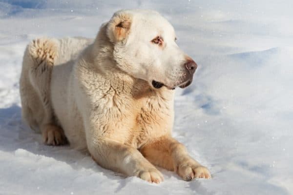 Alabai dog lying in the snow.