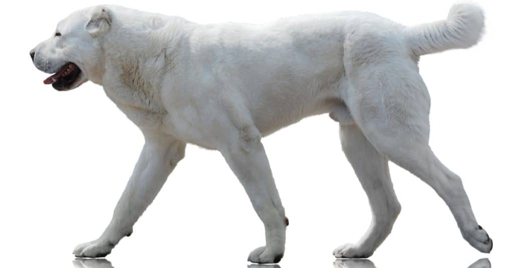 Alabai isolated on a white background