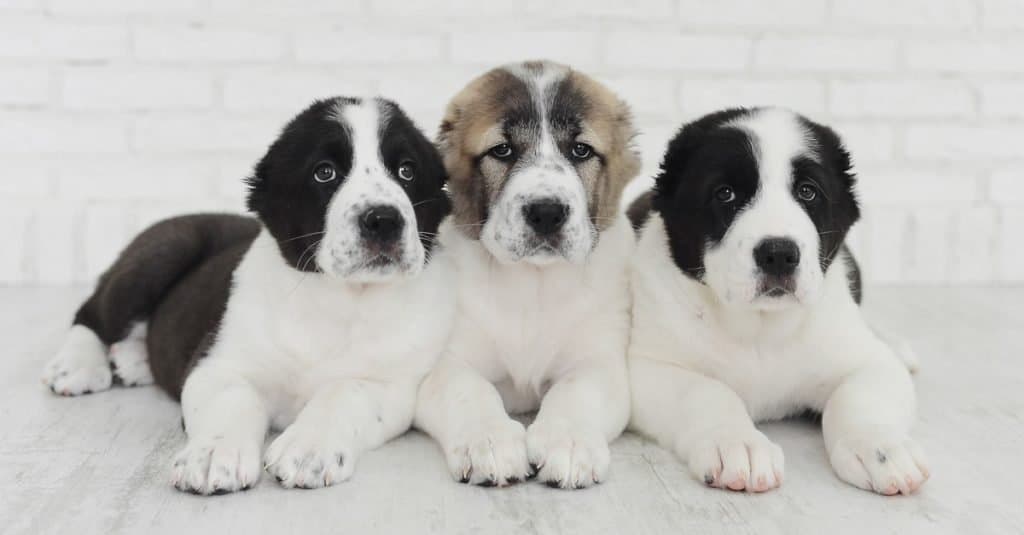 Alabai puppies on a white background in the studio.