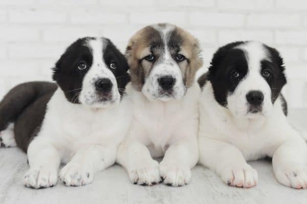 Alabai puppies on a white background in the studio.