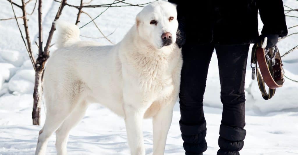 Beautiful Great White Alabai, (Central Asian Shepherd Dog), against a background of white snow.