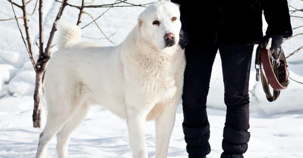 Beautiful big white Alabai, (Central Asian Shepherd), on a background of white snow .