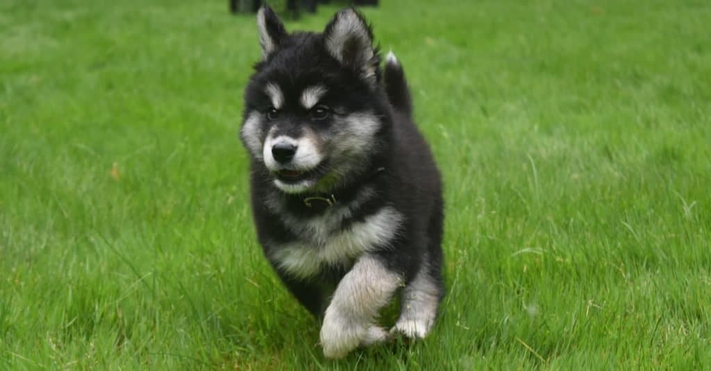 Adorable Alusky puppy dog running at full speed.