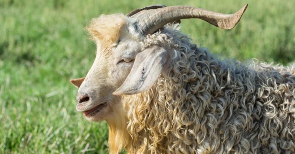 Angora Goat close-up