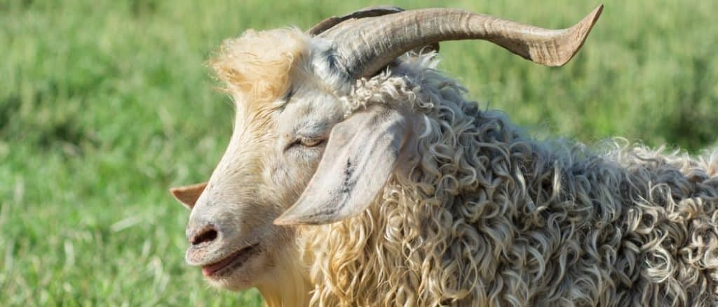 Angora Goat close-up