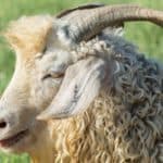 Angora goat
