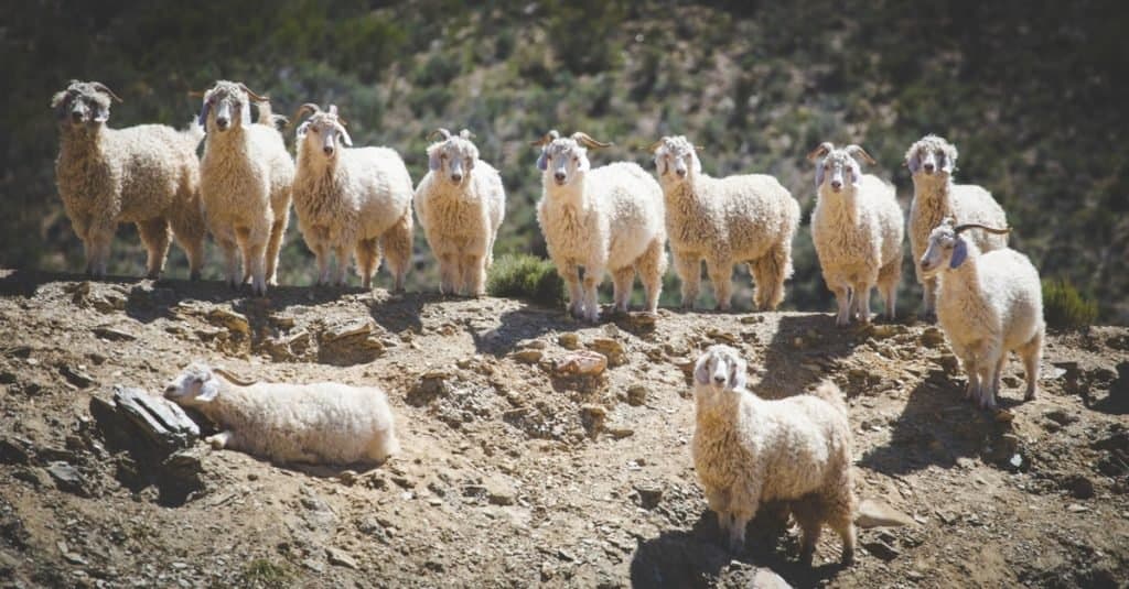 A group of Angora goats, that supply mohair, on a farm in the Karoo in South Africa.