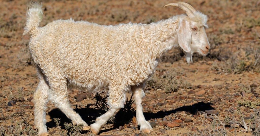 An Angora goat on a rural South African free-range farm.