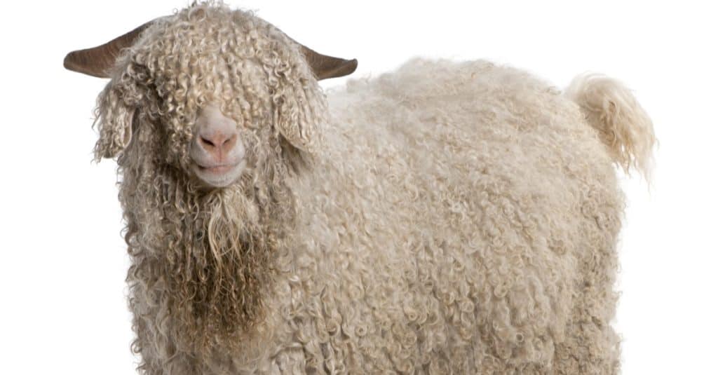 Angora goat in front of white background