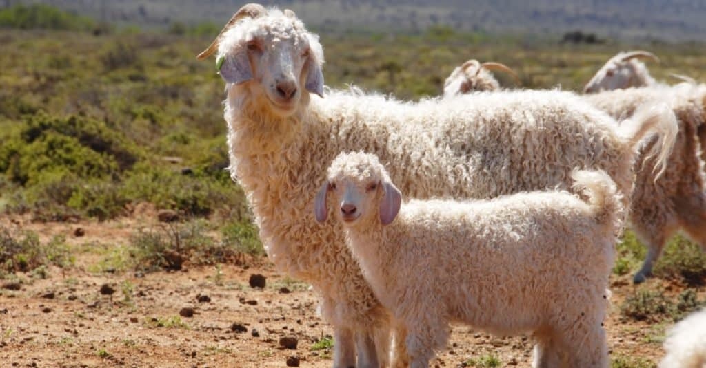 An Angora goat mother with her kid separate from the herd.