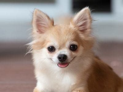 A Apple Head Chihuahua