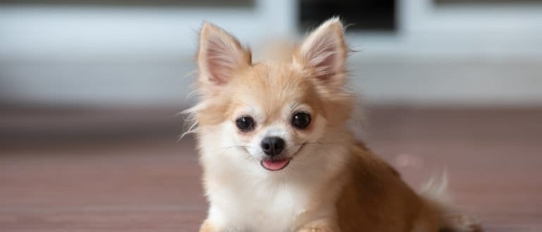 Apple Head Chihuahua lying on floor.