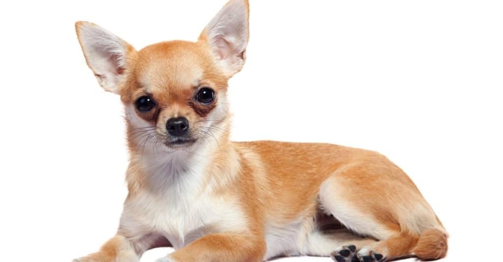 Apple Head Chihuahua lying, isolated on white background.