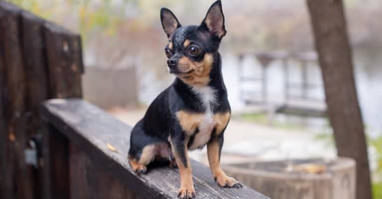 Pet dog Apple Head Chihuahua sitting on a deck outside.