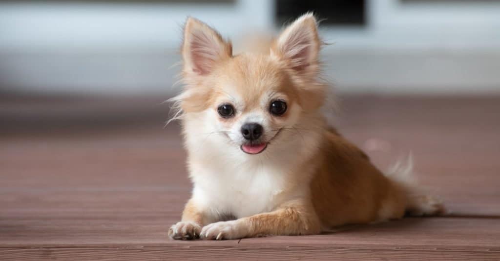 Brown Apple Head Chihuahua sitting on the floor.