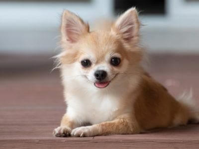 Apple Head Chihuahua Dog Breed Complete Guide - AZ Animals