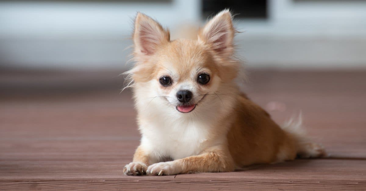 brown chihuahua puppy