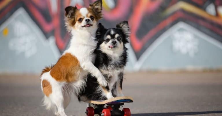 Two funny little Apple Head Chihuahua pets dogs sitting on a skateboard.