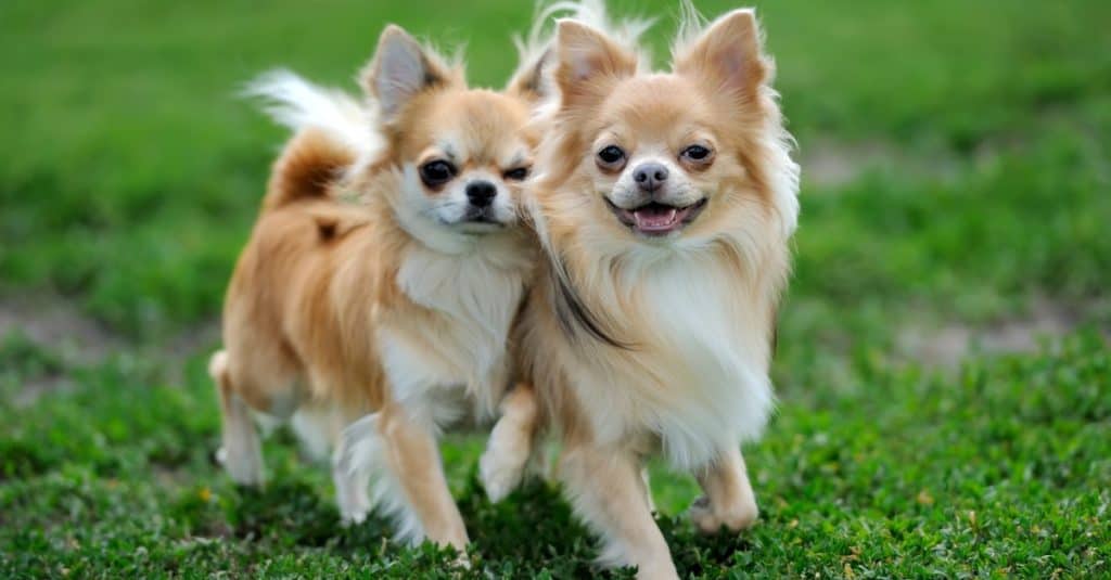 Two Longhair Apple Head Chihuahua dogs playing in green summer grass.