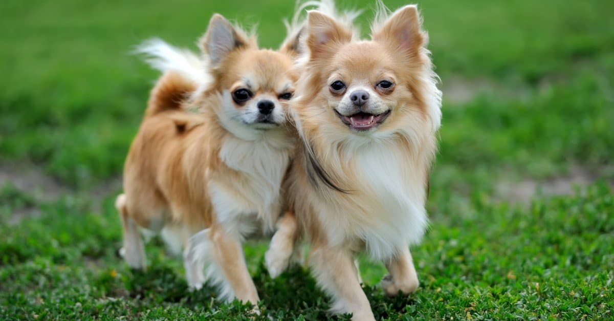 Apple Head Chihuahua Dog Breed Complete Guide AZ Animals