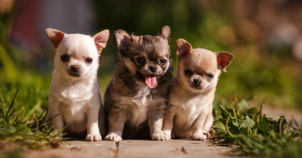 Three small apple-headed chihuahua puppies walk on the grass in summer.