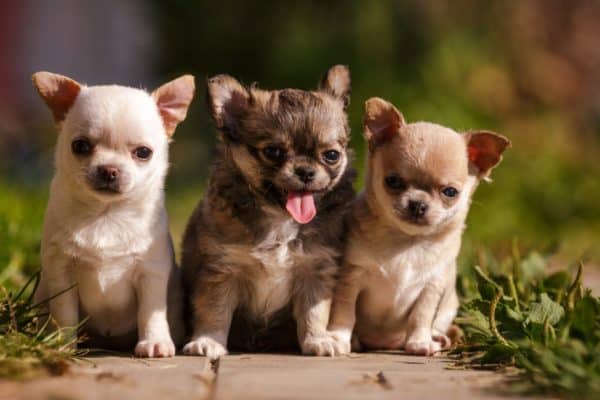 Three little Apple Head Chihuahua puppies walking outdoor on the grass in summer.