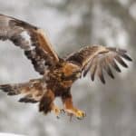 Golden eagle