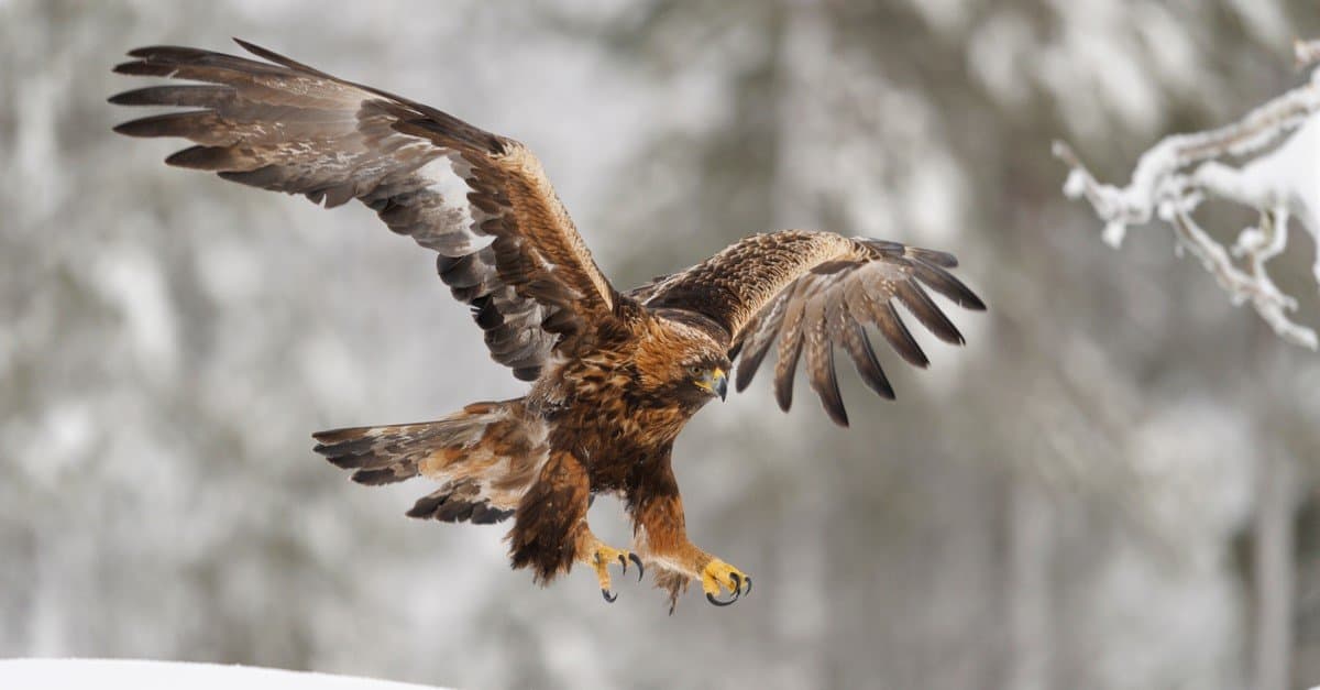 golden eagle attack wolf