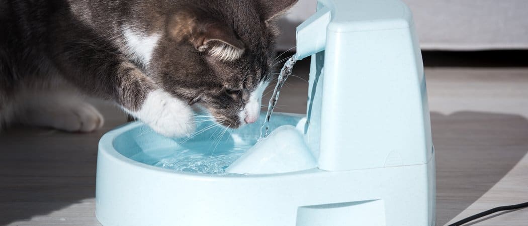 Best Cat Water Fountains
